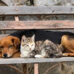 CastraPet vai atender mais de 30 mil cães e gatos em 165 cidades do Paraná