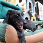 Detentos de Cascavel (PR) produzem 600 casinhas para cães desabrigados do Sul